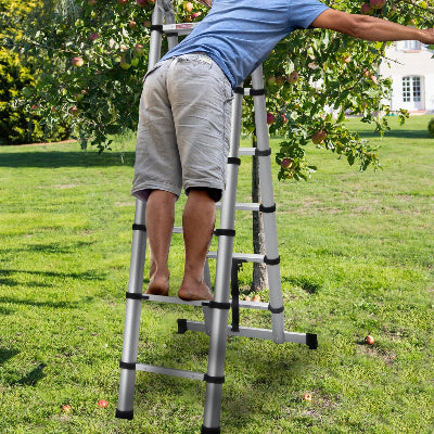 Homme dans un verger cueille pommes avec echelle telescopique